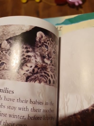 Big Cats Eyewonder Enter A World Of Discovery