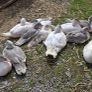 Muscovy ducks 11 weeks old Image 3