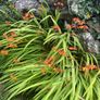 Tall slender orange flower stalks crocosmia montbretia bulbs Image 3