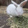 Rabbit Image 2