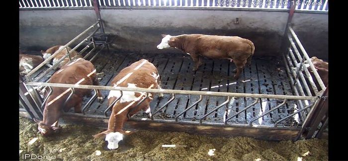 Springing  heifers