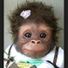 monkey31