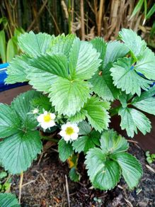 Strawberry Plants