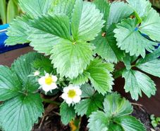 Strawberry Plants