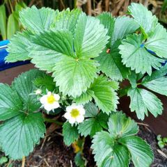 Strawberry Plants