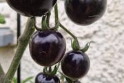6 Black cherry tomatoes seeds per pack