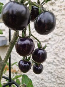 6 Black cherry tomatoes seeds per pack