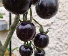 6 Black cherry tomatoes seeds per pack