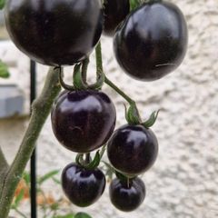 6 Black cherry tomatoes seeds per pack
