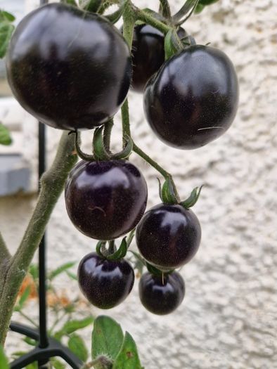 6 Black cherry tomatoes seeds per pack