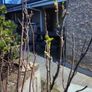 Blackcurrant Plant Image 4