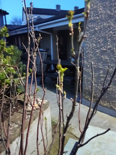 Blackcurrant Plant