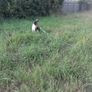 2 pygmy goats Image 2