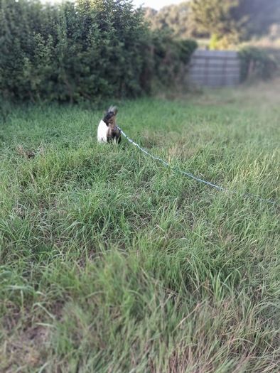 2 pygmy goats