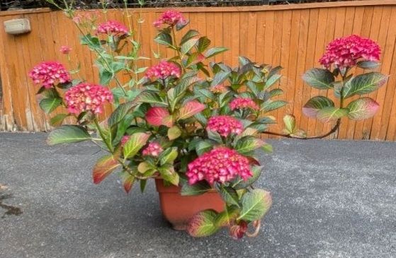Hydrangea