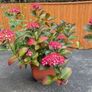 Hydrangea Image 6