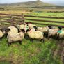 Organic ewelambs Image 2