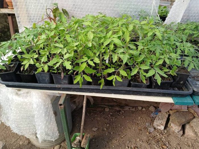 Tomato Plants