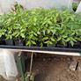 Tomato Plants Image 2
