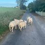 Pedigree Texel sheep Image 3