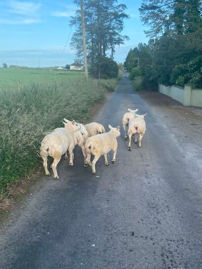 Pedigree Texel sheep