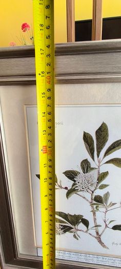 Lovely Gray Framed SOUTH AFRICAN BOTANICAL ART BY Judy WheelerPelargonium luridum-Stork's Bill, Zulu inyonkulu. Widespread E. Cape to Tanzania. Summer flowering grassland herb ,0.6 1m. Edible, also used to treat dysentery and nausea.