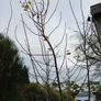 Tree Damson Image 4