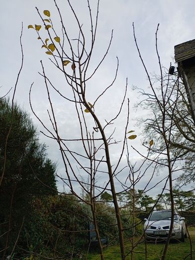 Tree Damson