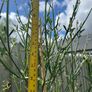 plant Image 5