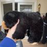 Black Bear Super Soft Teddy Image 3