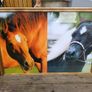 Vintage Equestrian Picture Image 6