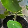 Chinese money plant(with a pot) Image 3