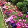 (D) Livingstone Daisy Seeds 0.2g (415083) Image 2