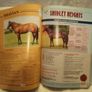 Sires For '92: The Stallion Directory Image 4