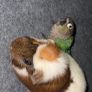 . Free Guinea Pig to a Good Home! (Carrigtwohill, Co. Cork)Due to moving, we are looking for a loving family for our wonderful and low-maintenance pet.About Teddy:Age: 1 year and 1 month old (young and healthy boy).Temperament: Very calm, quiet, and gentl Image 4