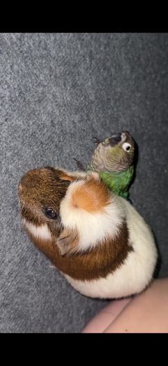 . Free Guinea Pig to a Good Home! (Carrigtwohill, Co. Cork)Due to moving, we are looking for a loving family for our wonderful and low-maintenance pet.About Teddy:Age: 1 year and 1 month old (young and healthy boy).Temperament: Very calm, quiet, and gentl