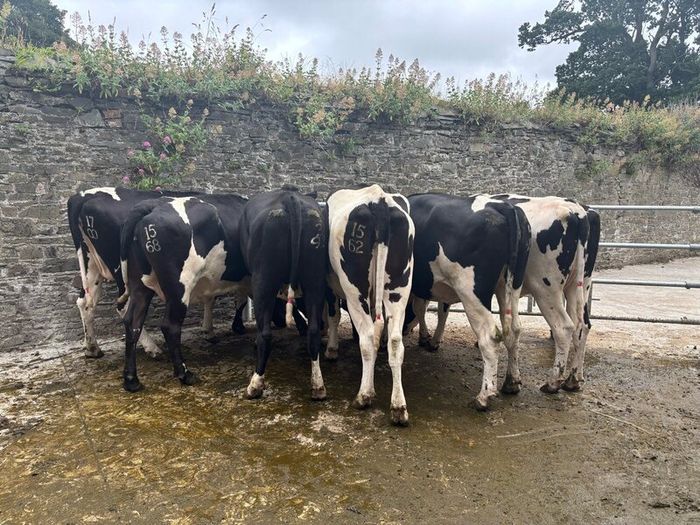 Top class feeding cows