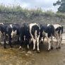 Top class feeding cows Image 7