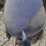 Squishmallows Ingred Cow Squish-A-Roy Image 2