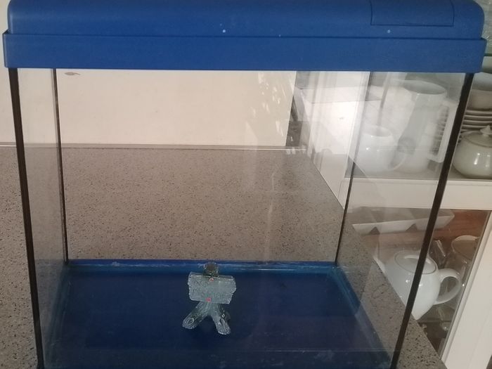 Fish Tank