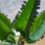 Kalanchoe Daigremontia. Mother of thousands young plant Image 8