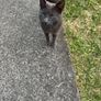 Found Cat Dublin 24 Image 2