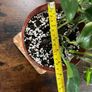 Golden pathos house plant Image 5