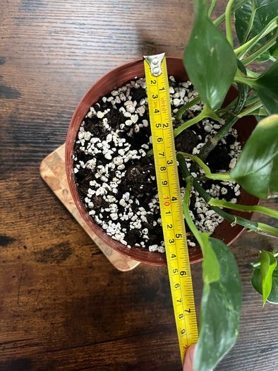 Golden pathos house plant