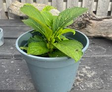 plant