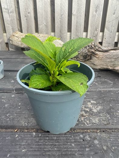 plant