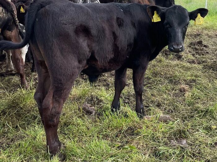 10 smashing AA bull weanlings