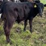 10 smashing AA bull weanlings Image 4