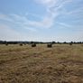 2025 Hay for sale. Horse Hay. Image 5