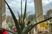 aloe vera plant